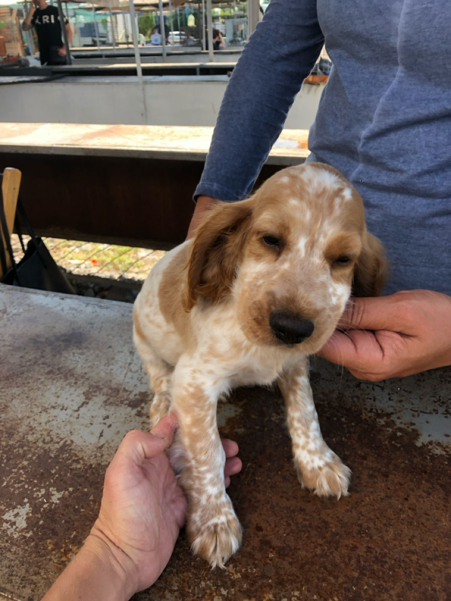 Cățeluși de Cocker Spaniel foto 7