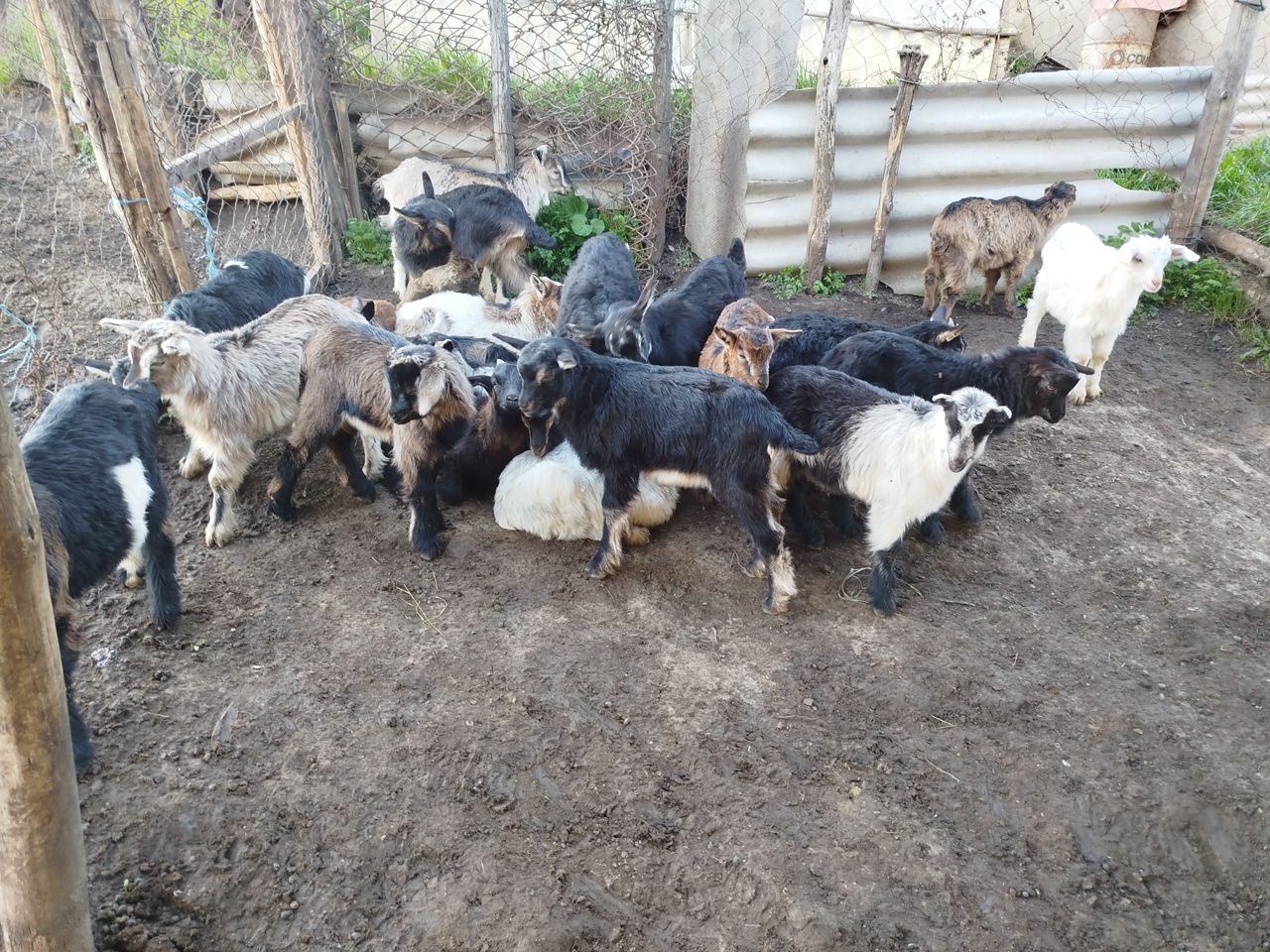 Avem în vînzare ieduți  фото 0