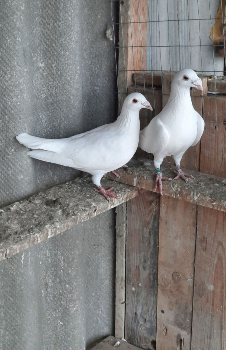 Porumbei voiajori și dragoni foto 4