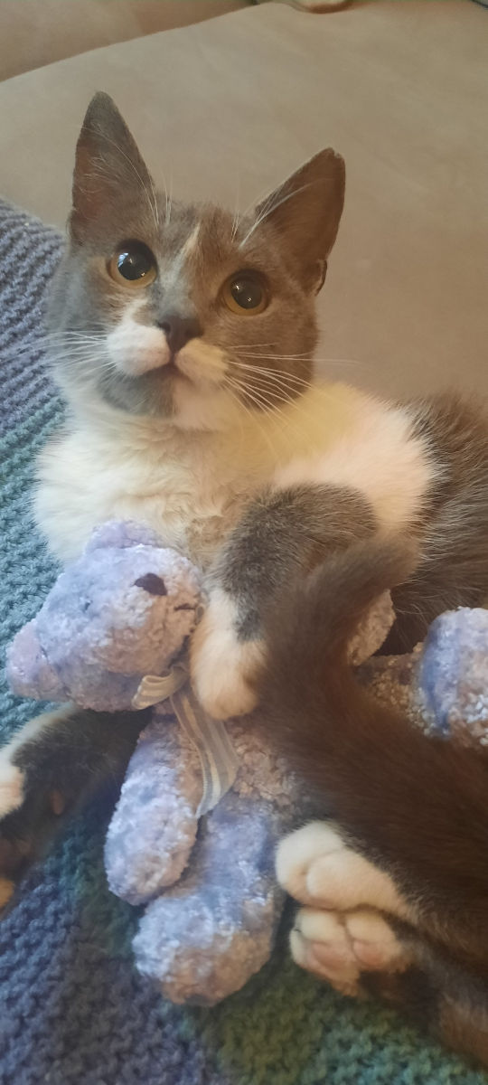 Pisicuța spre adoptie/ Кошечка к присиройству foto 3