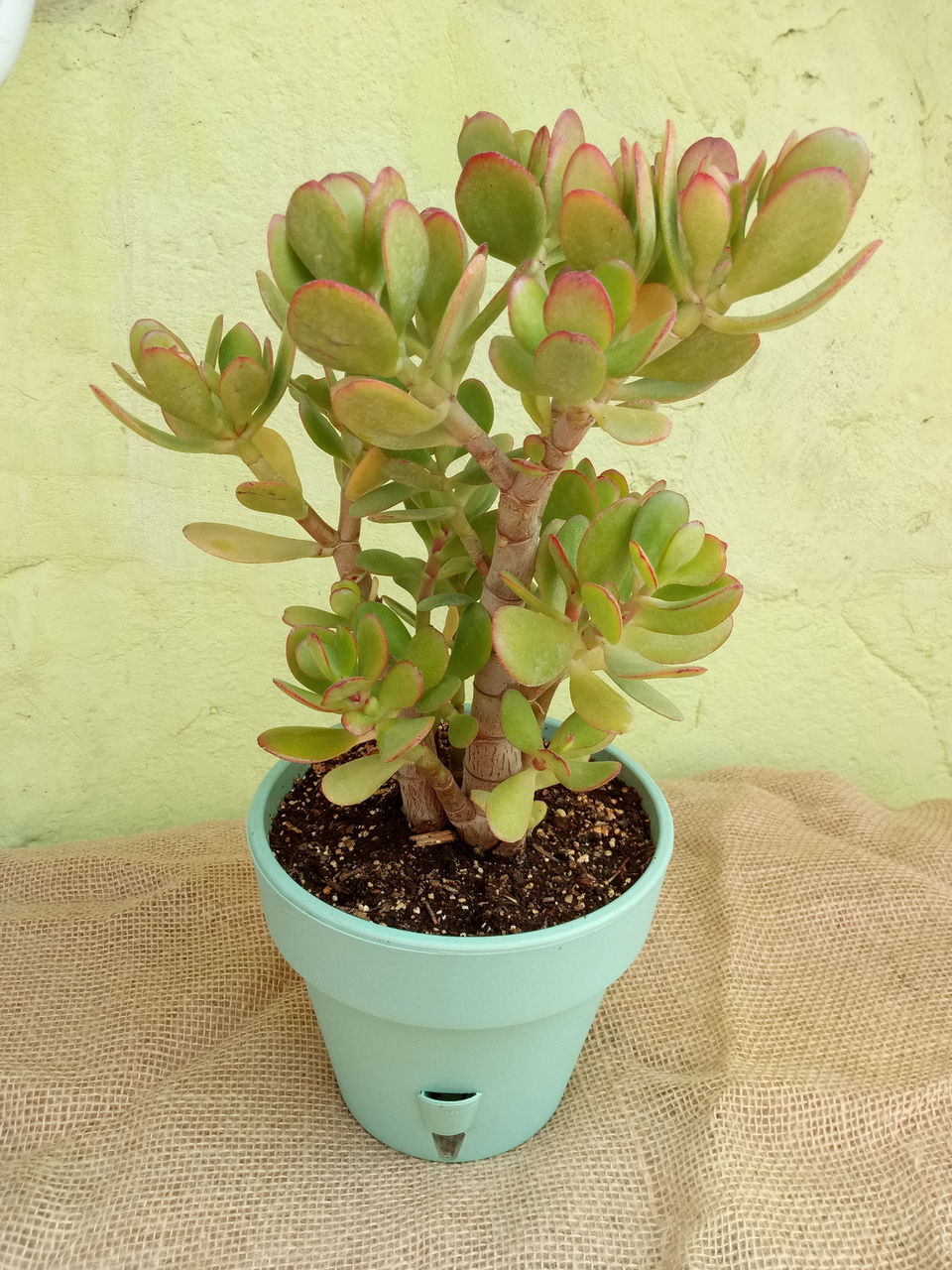 Crassula ovata (Денежное дерево) foto 0