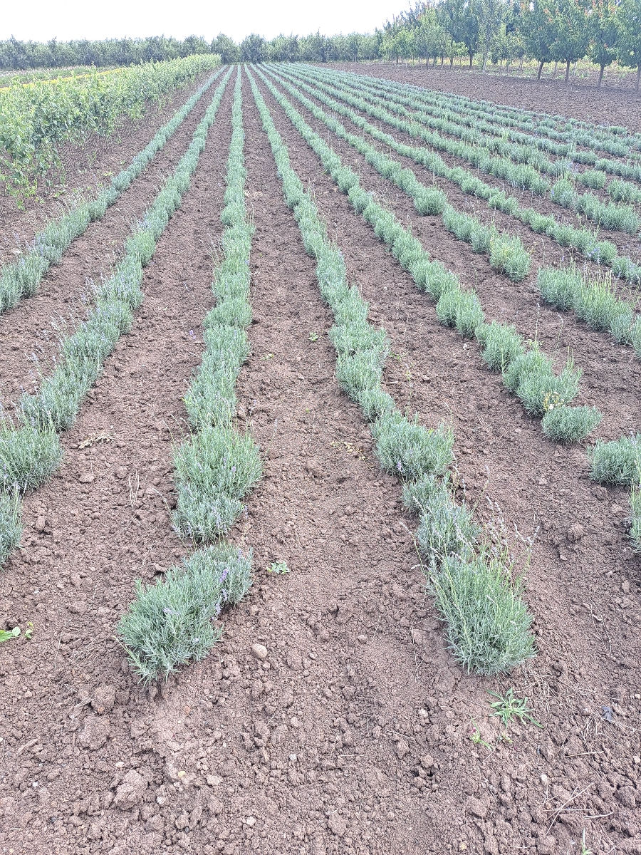 Lavanda foto 3