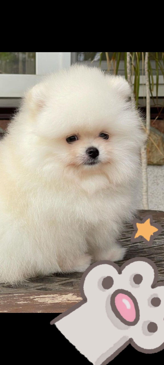 Мини(toi spitz Pomeranian) foto 1