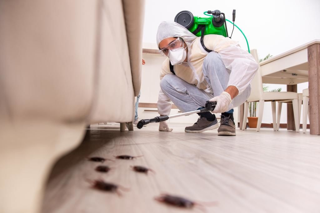 Stop Insect Dezinfecție Dezinsecție Deratizare Plosnite Purici Taracani foto 0