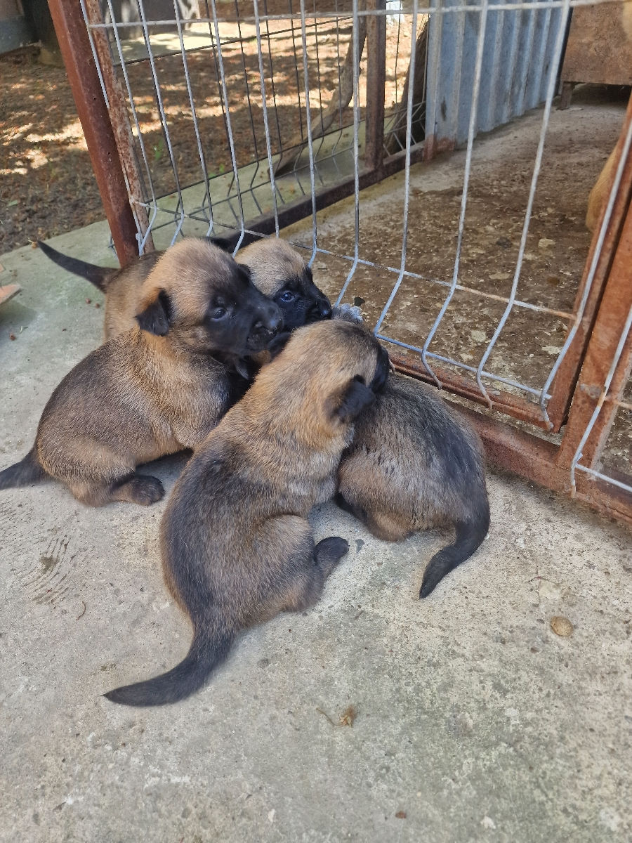 Ciobanesc belgian  foto 5