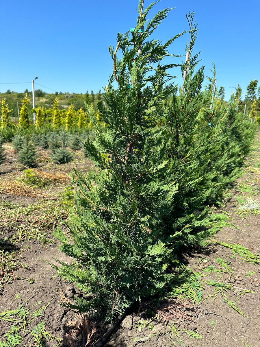 Gard verde plante ornamentale ! foto 4