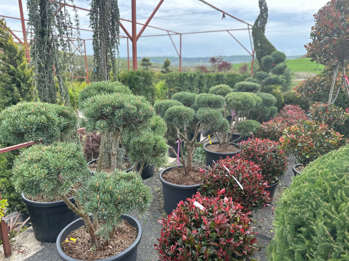 Bonsai plante фото 0