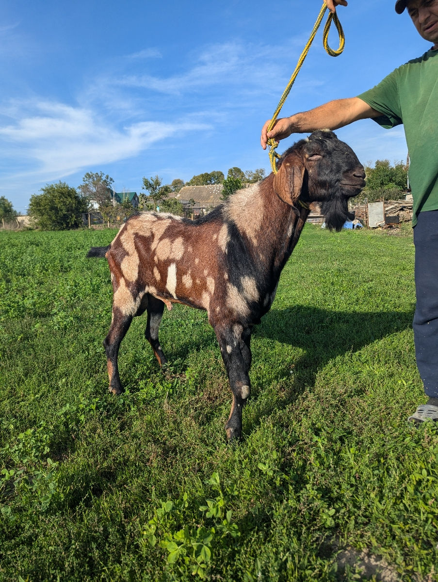 Țapi Nubieni cu acte de prăsilă foto 4