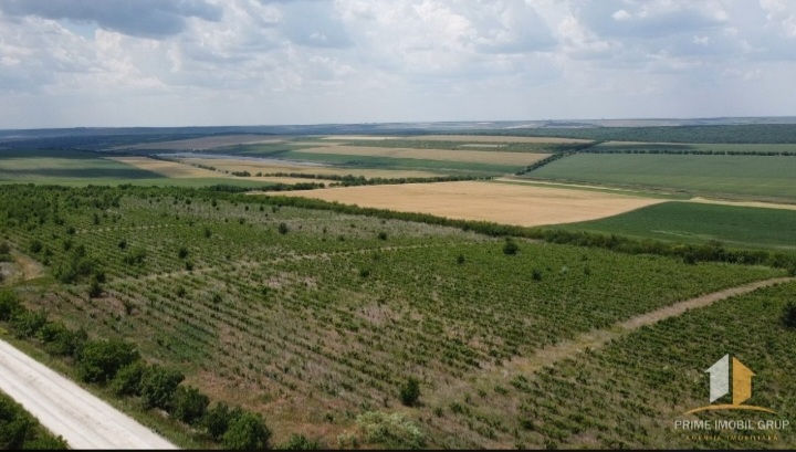 86 hectare de vita de vie Merlo Caberne foto 1