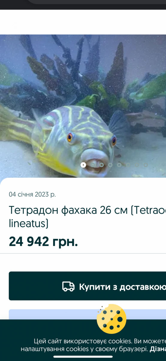 Tetradon fahaka тетраодон фахака foto 3