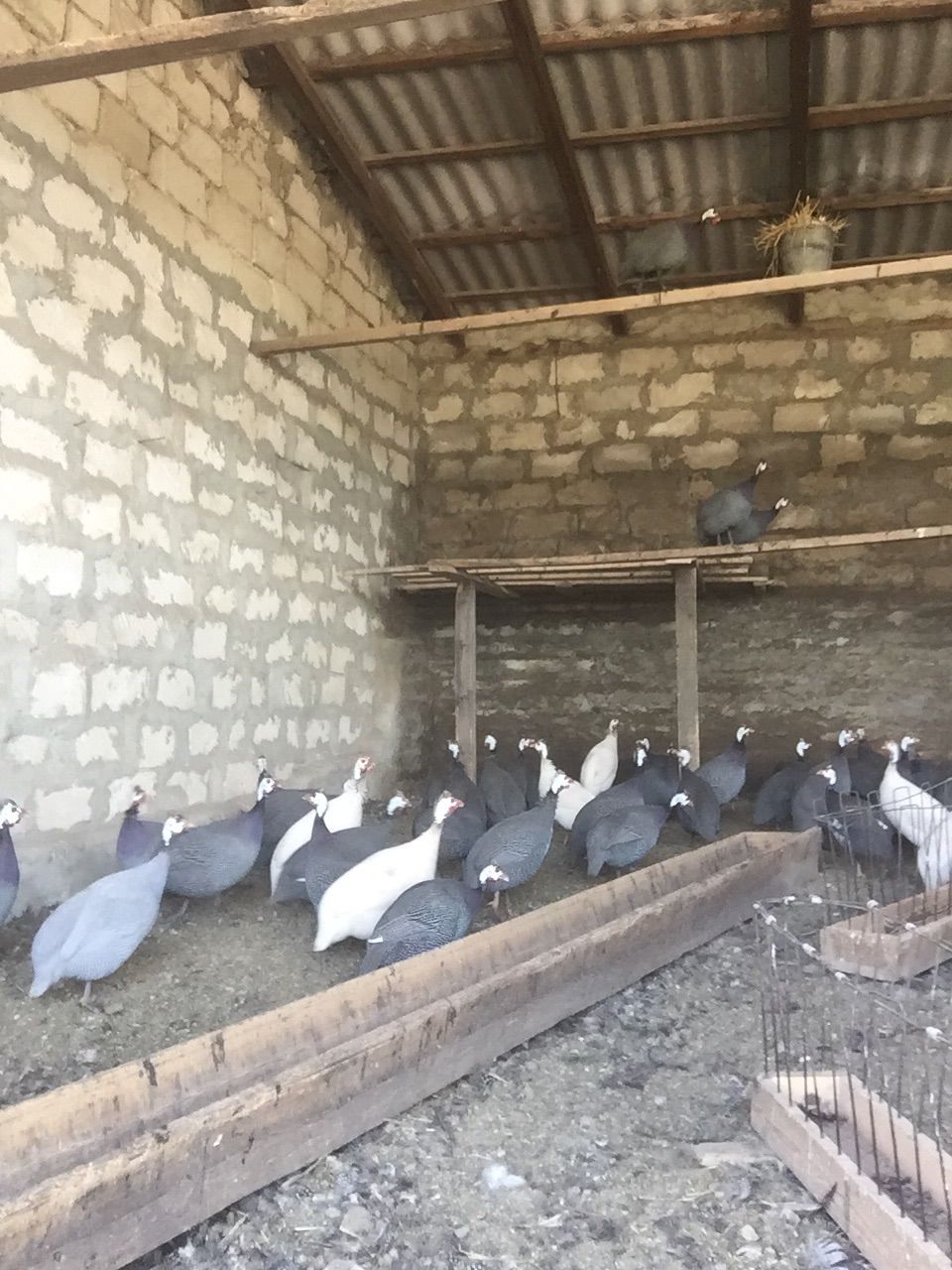 Oua de bibilici/picheri foto 2