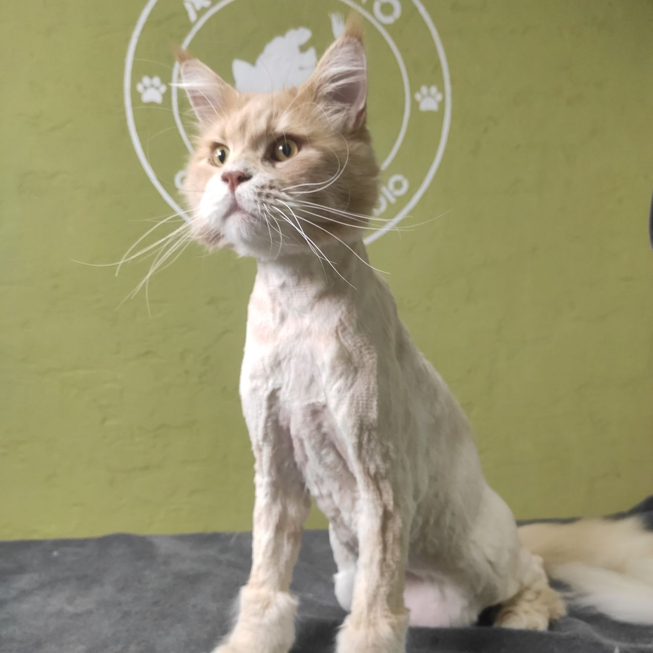 "Arlechino Grooming Studio". Буюканы. Стрижка кошек. фото 5