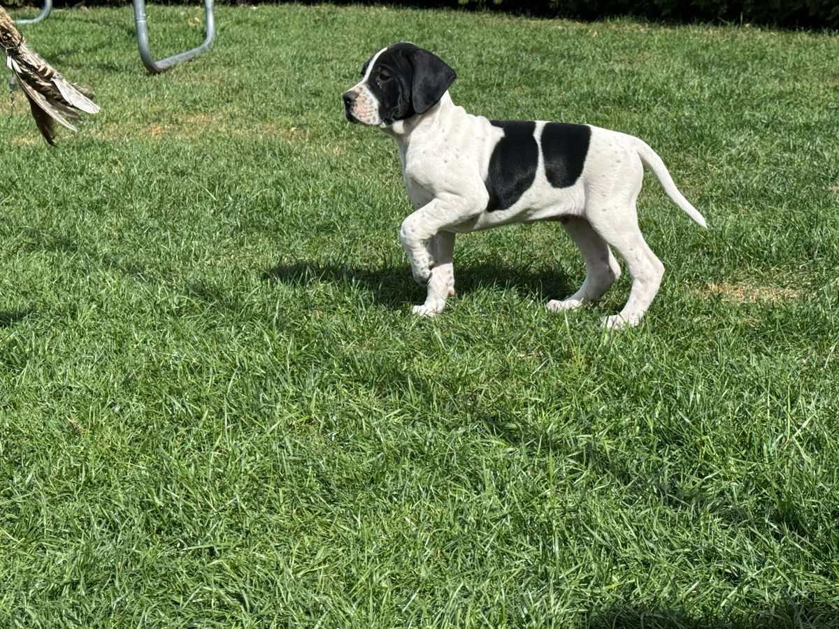 Pointer englez . Английский принтер  foto 3