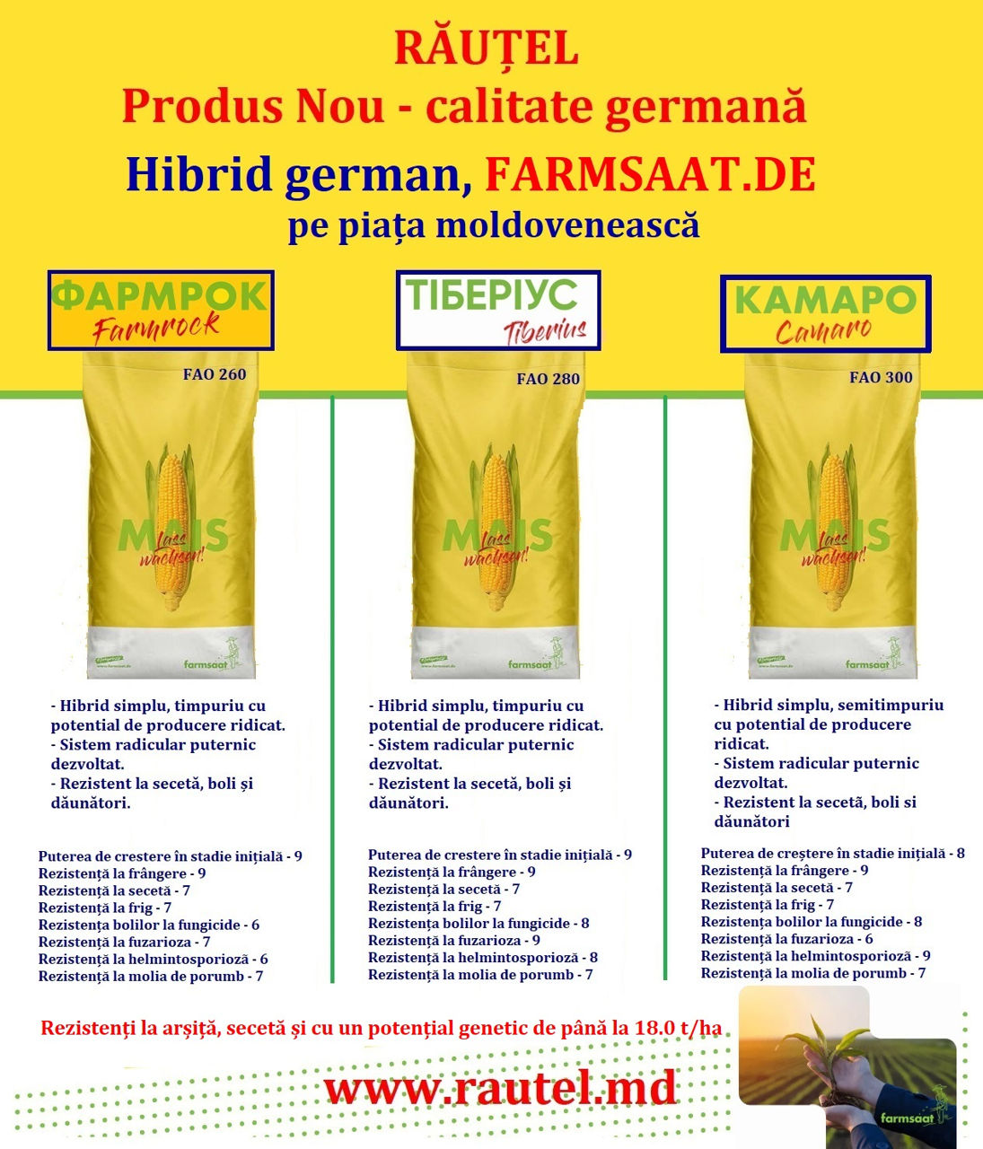 Seminte de porumb. Porumbeni 458, SB 3020, Sbruci, Camaro, Tiberius foto 1
