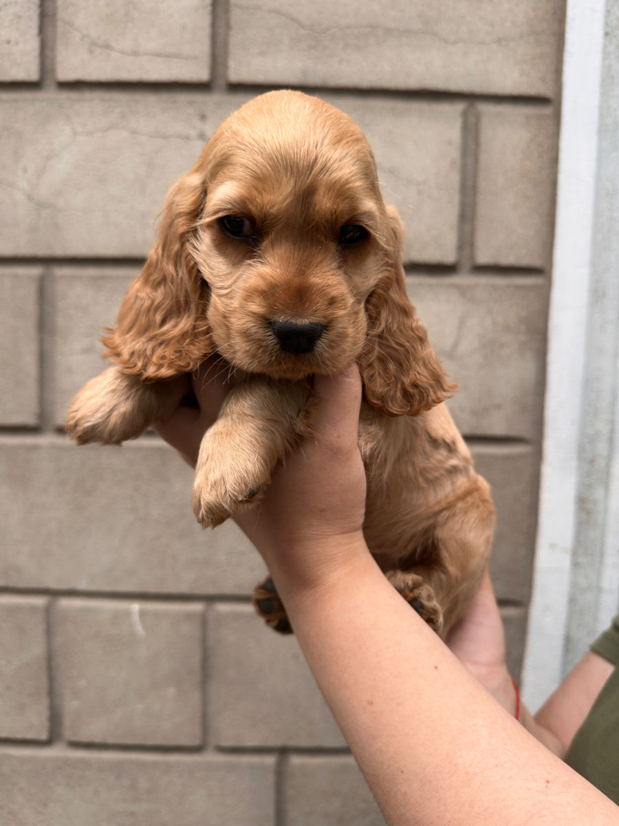 Cocker Spaniel Englez Rasa curata  foto 0