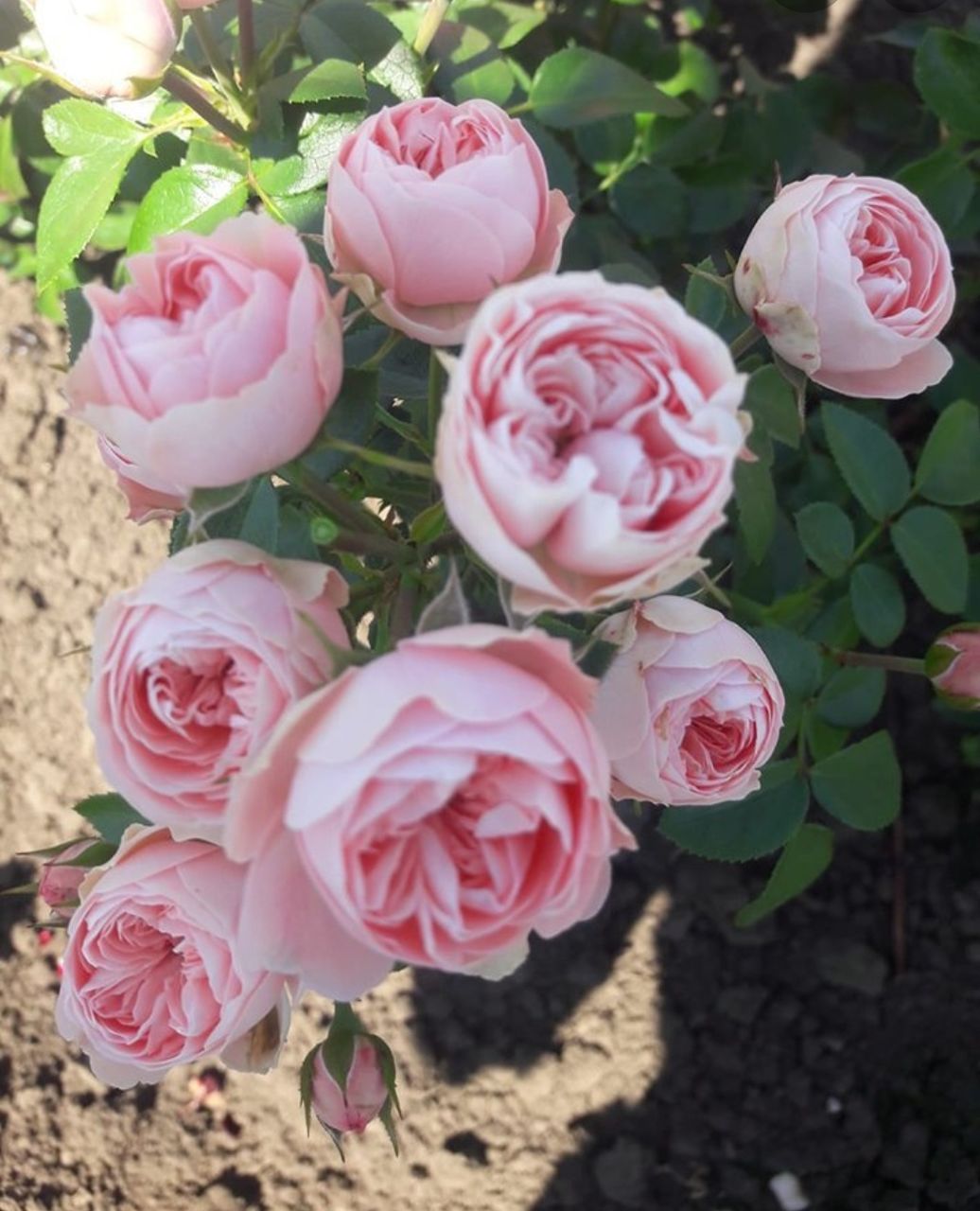Роза Плейфул рококо шраб