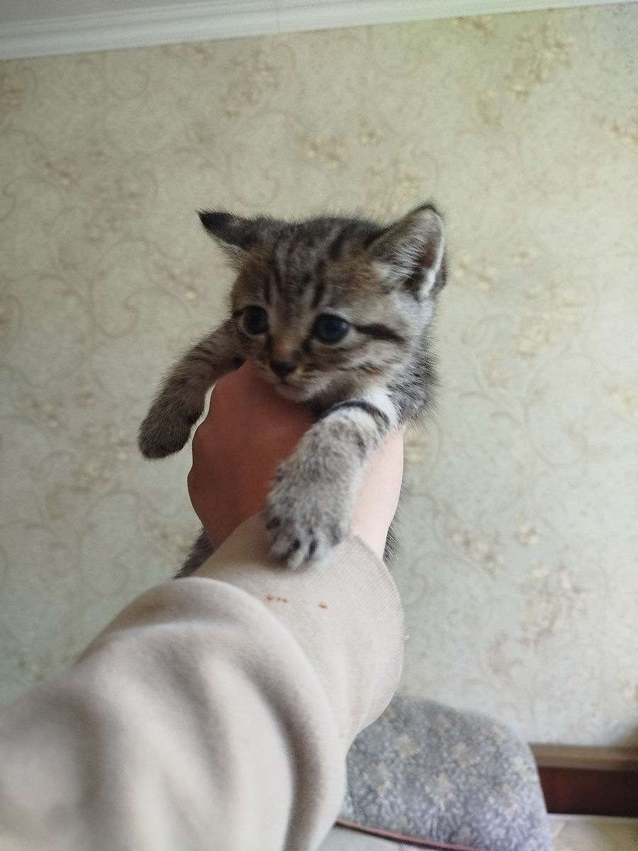 VAND PISICI foto 4