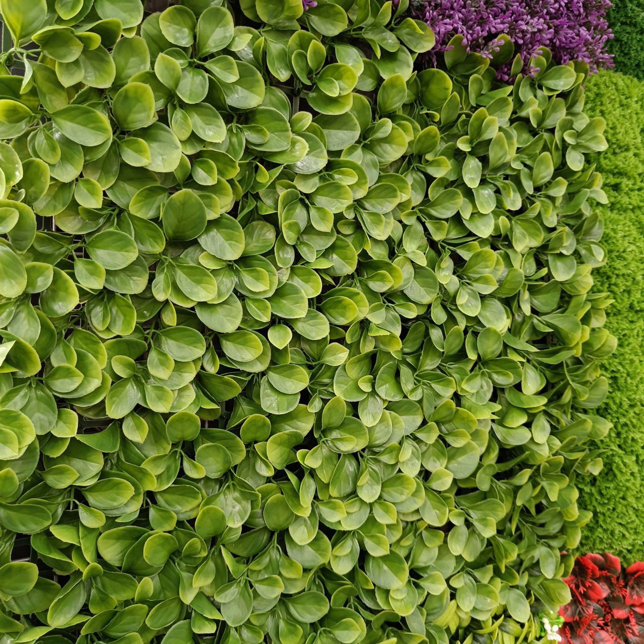 Perete din plante artificiale foto 19