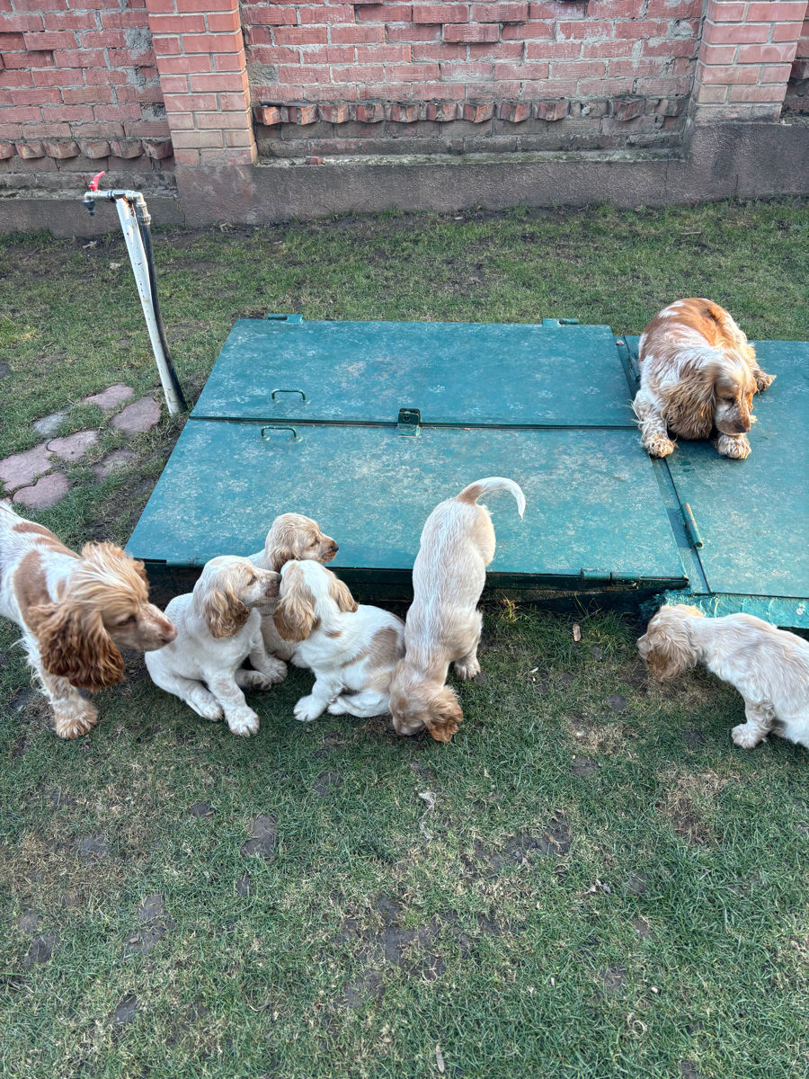 Cățeluși de Cocker Spaniel foto 8