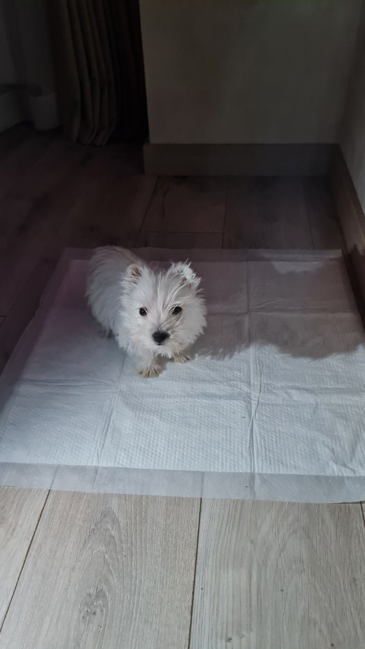 Щенки вест хайленд уайт терьера - West highland white terrier
