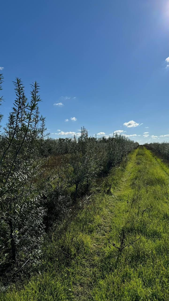 20.26Ha de teren agricol la 3 Km de Hâncești! foto 4