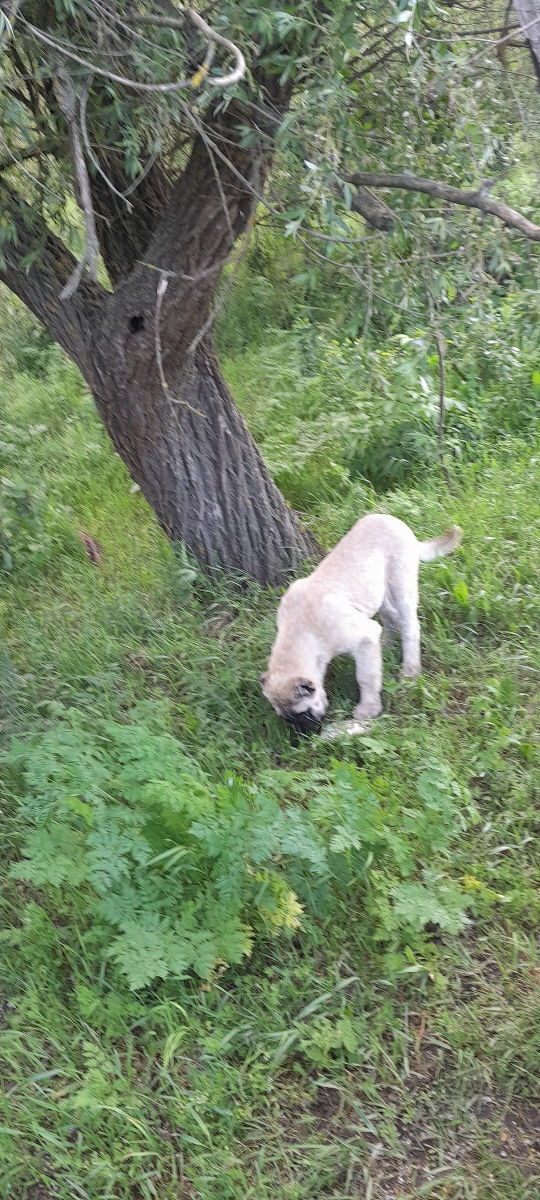 Kangal  фото 1