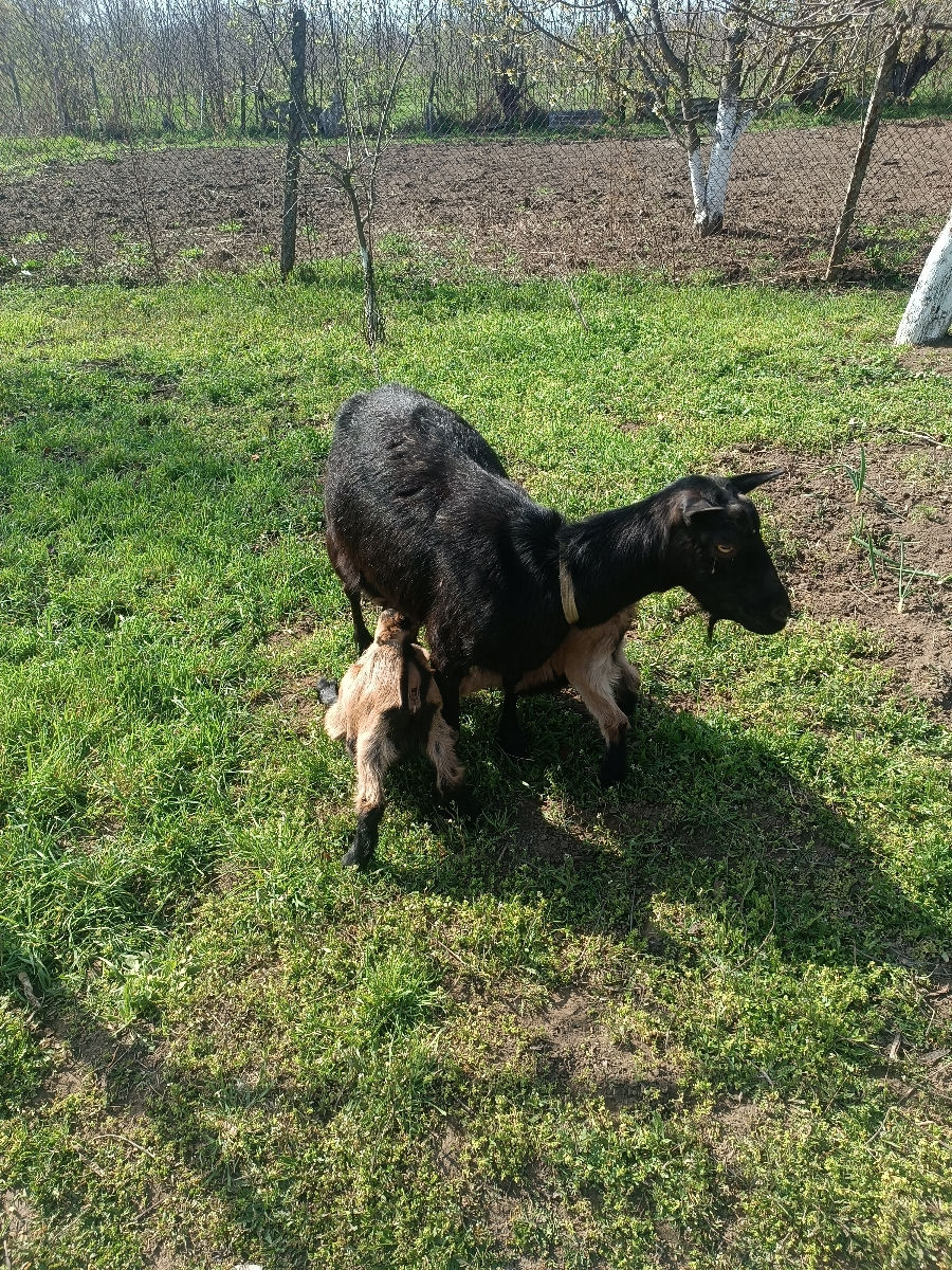 Capra buna de vânzare,da 3 litri de lapte la mulsiare foto 3