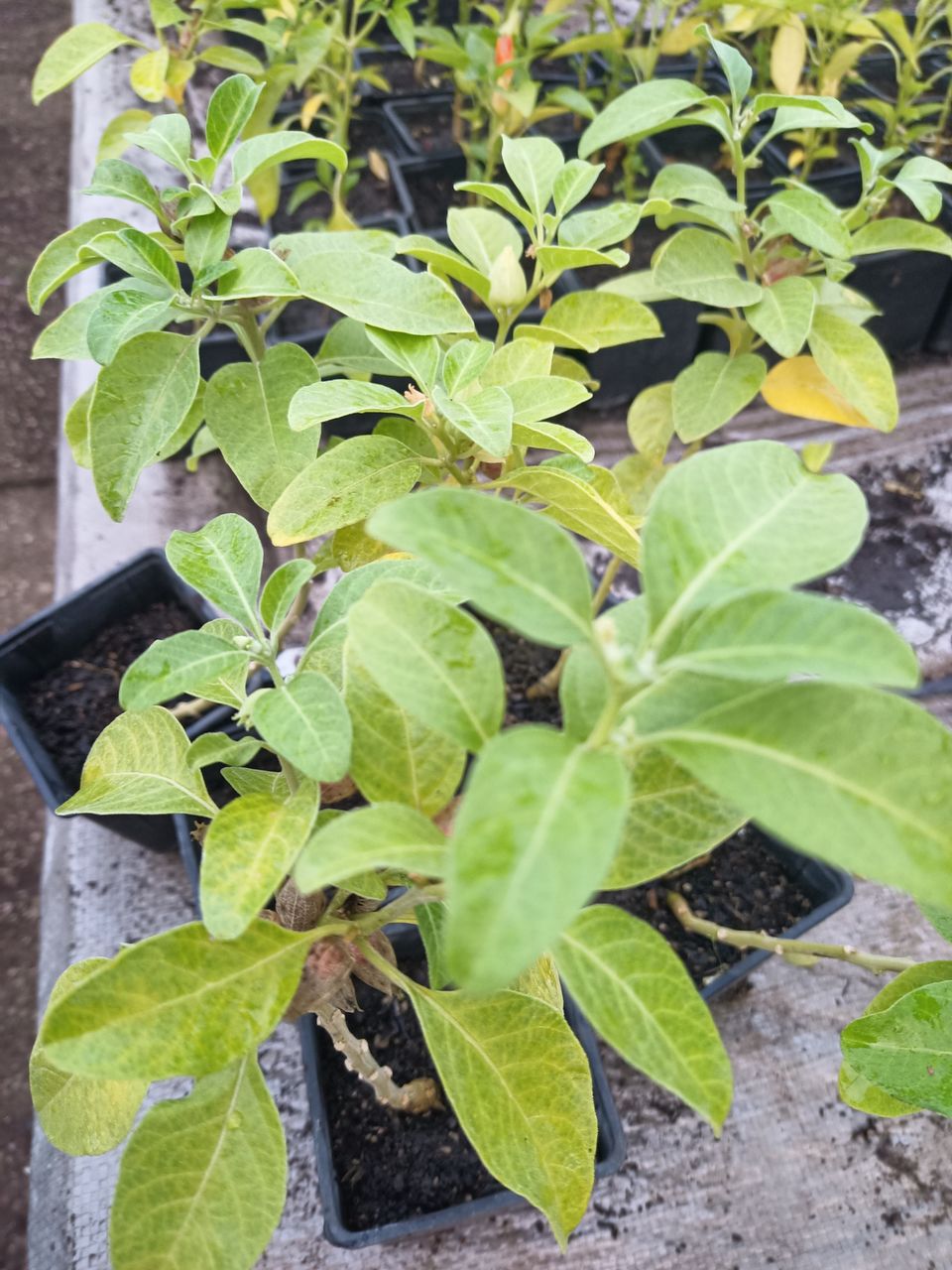 Ashwagandha sau Ginseng indian foto 0