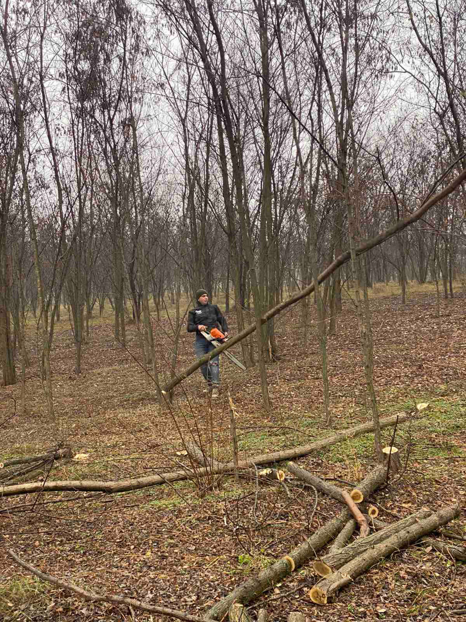 Servicii complexe de tăiere și toaletare a copacilor! Echipament profesional și echipa cu experienta foto 9