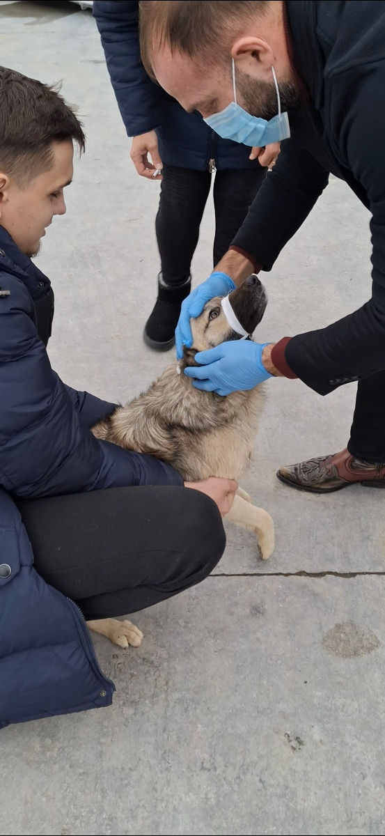 Veterinar la domiciliu. Grijă pentru animalul dumneavoastră chiar acasă! foto 1