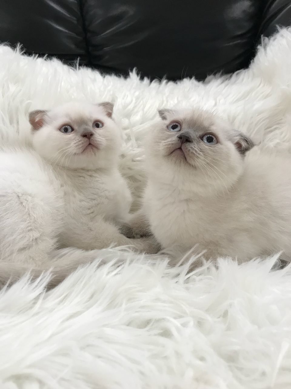Очаровательные плюшевые шотландские котята. Шотландский котенок колор поинт