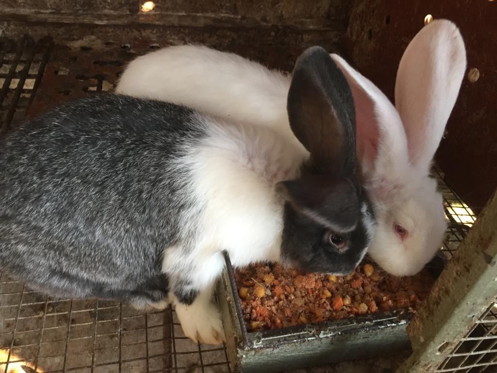 Cei mai buni iepuri. foto 1