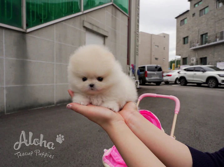 Cumpar Micro Spitz