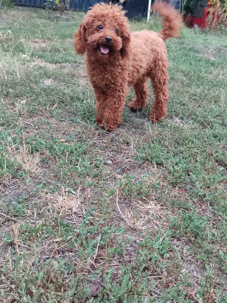 Toi pudeli mini la inperechere foto 4