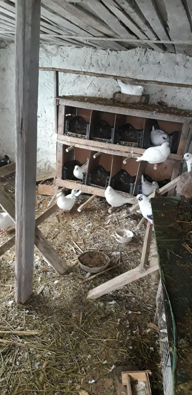 Vind porumbei king / продаются голуби кинг foto 5