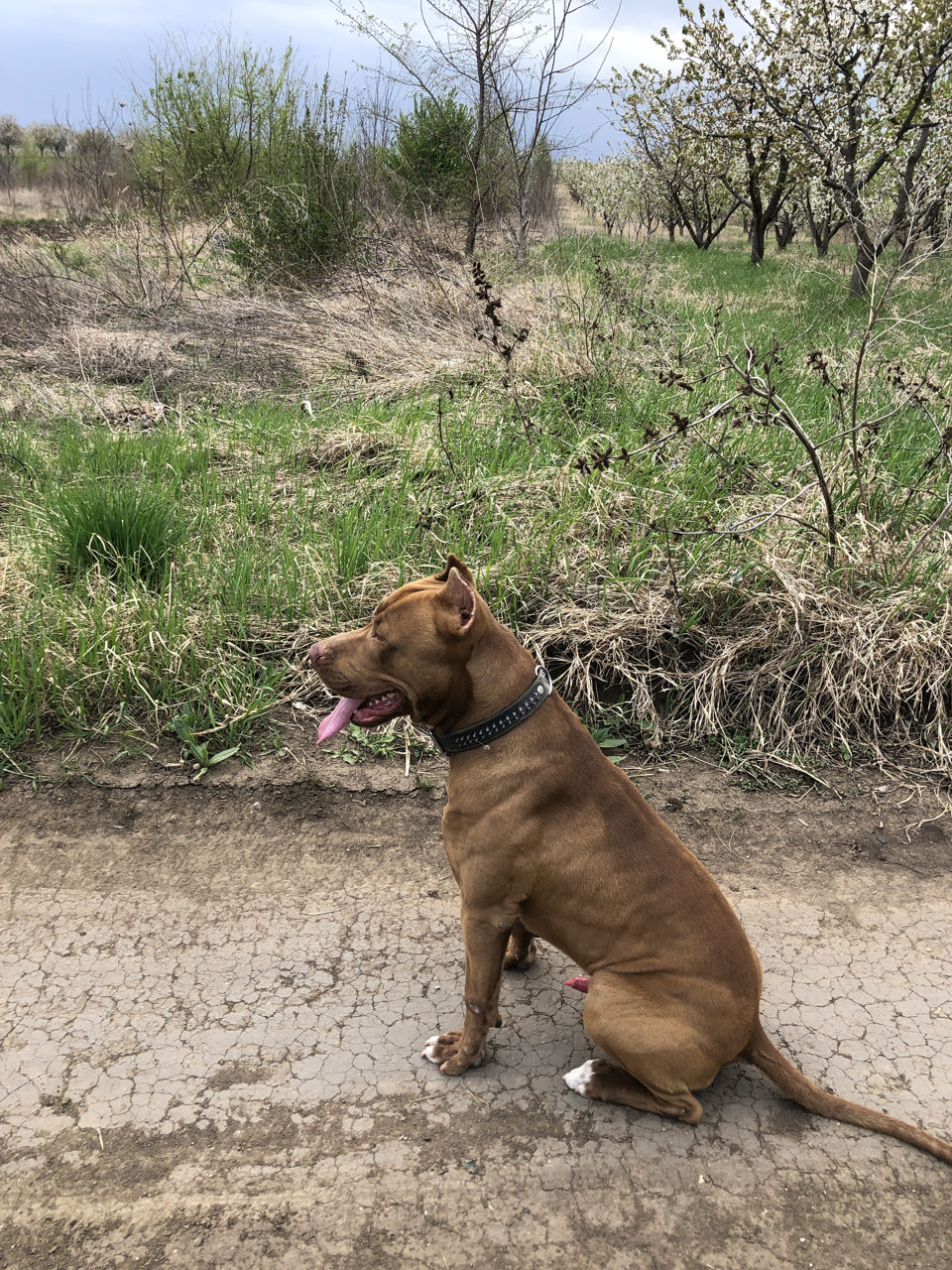 Pitbull Red Nose foto 3