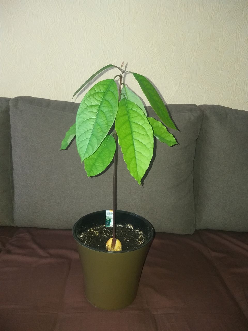 продам саженец Авокадо
