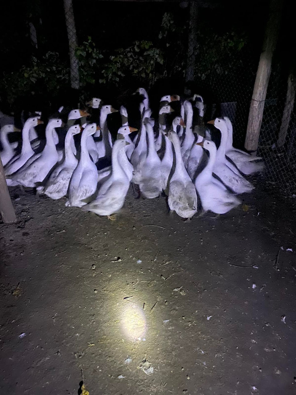 Avem în vinzare curcani curci bibilici rate mute giste hulubi epuri foto 0