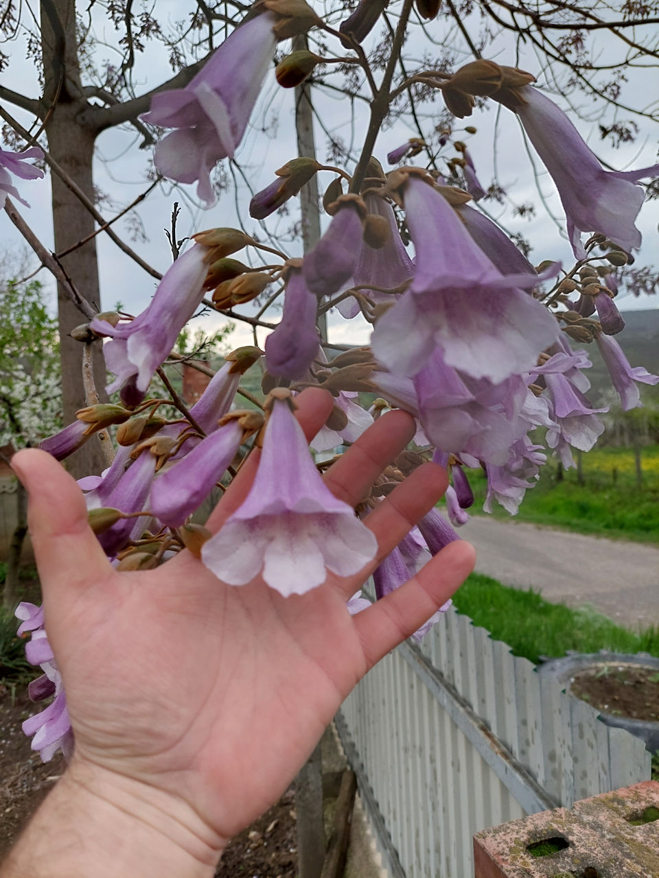 Paulownia-seminte,rasad,drajoni,butasi.. foto 9