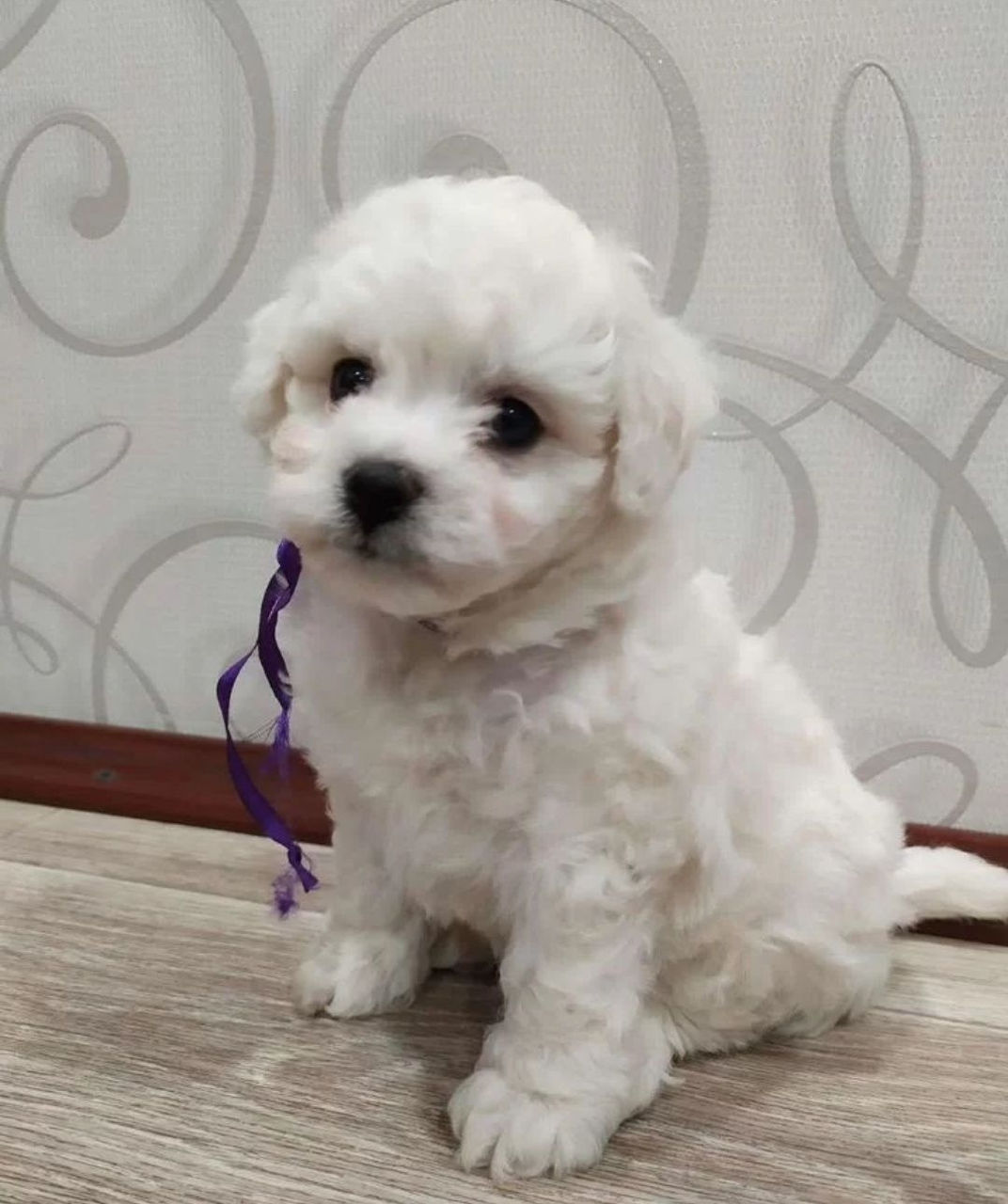 Bichon Frizze фото 1