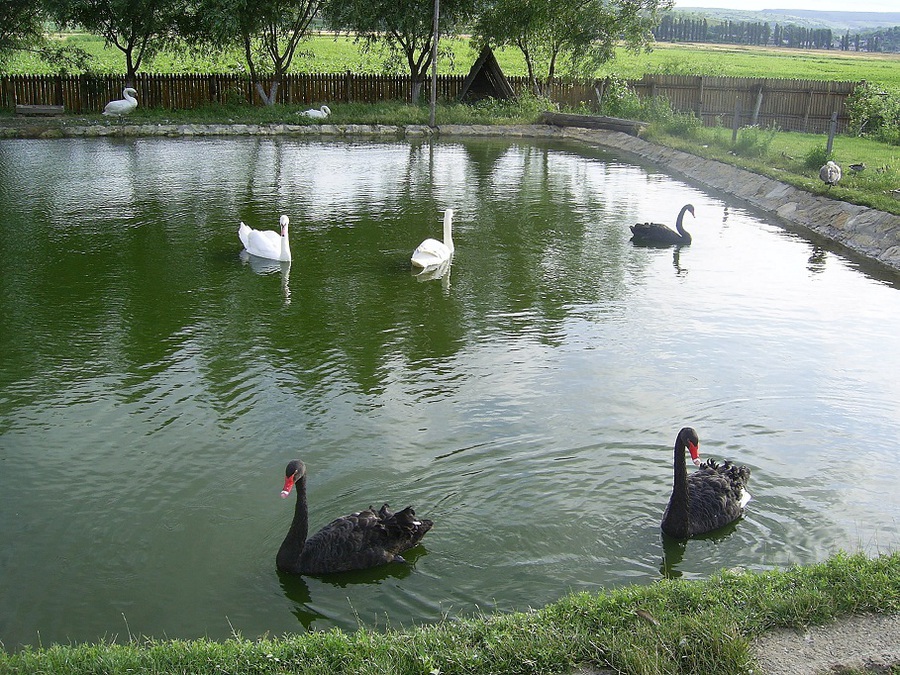 Лебеди(lebede) foto 7