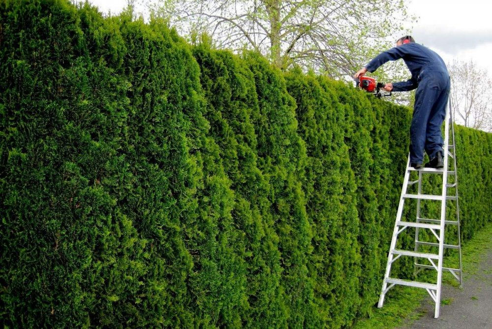 Tundere tuia/ leylandi/ gard viu ! foto 0