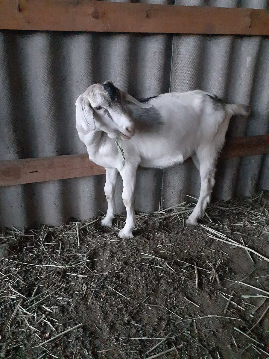 Vind capre  foto 8