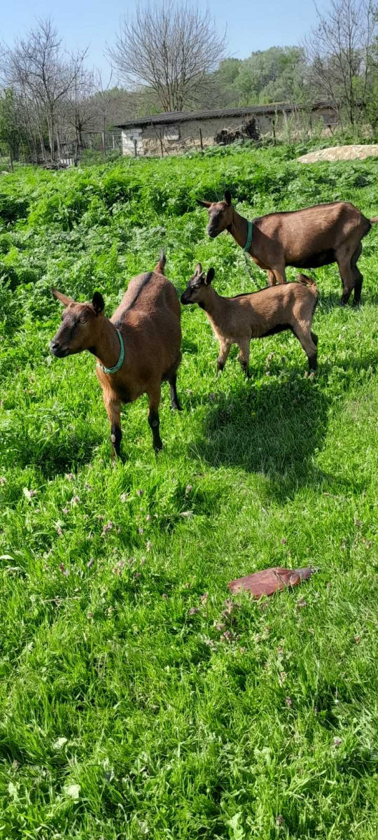 Vind capre foto 9