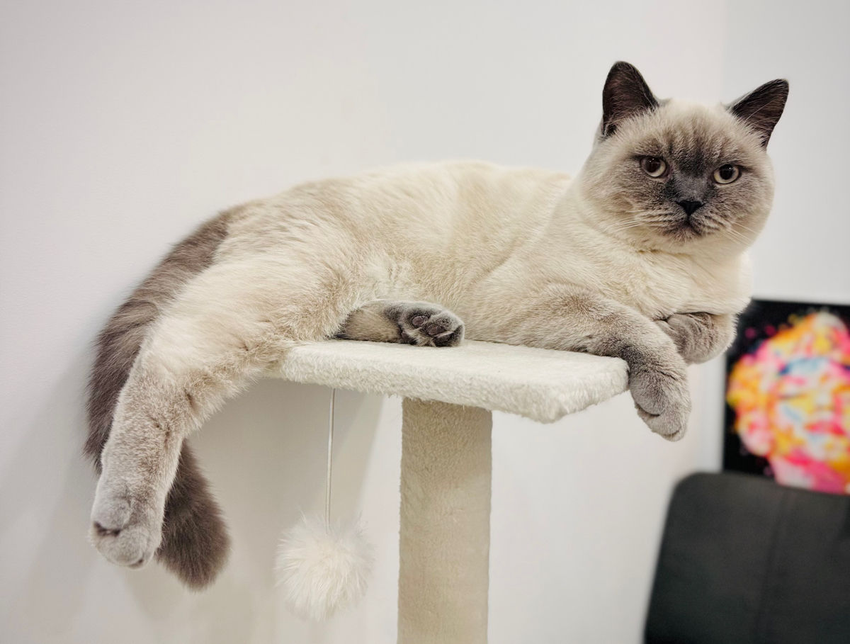 Motan de rasă pentru împerechere ( monta)– invităm pisici acasă la noi.  Кот для вязки ! фото 6