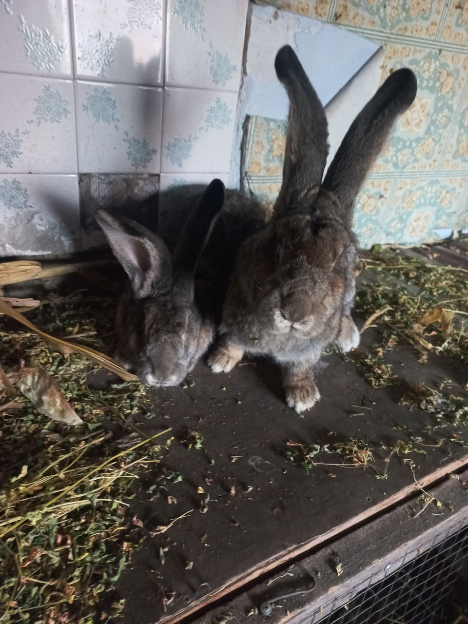 Самки самцы . Доставка