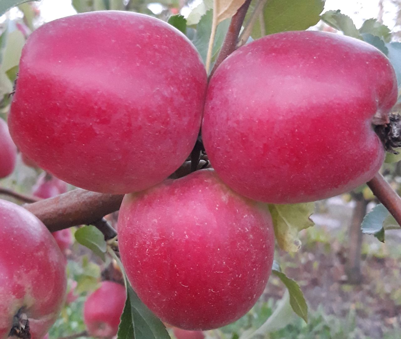 яблоки удлинённой формы