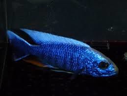 Малави фото 2