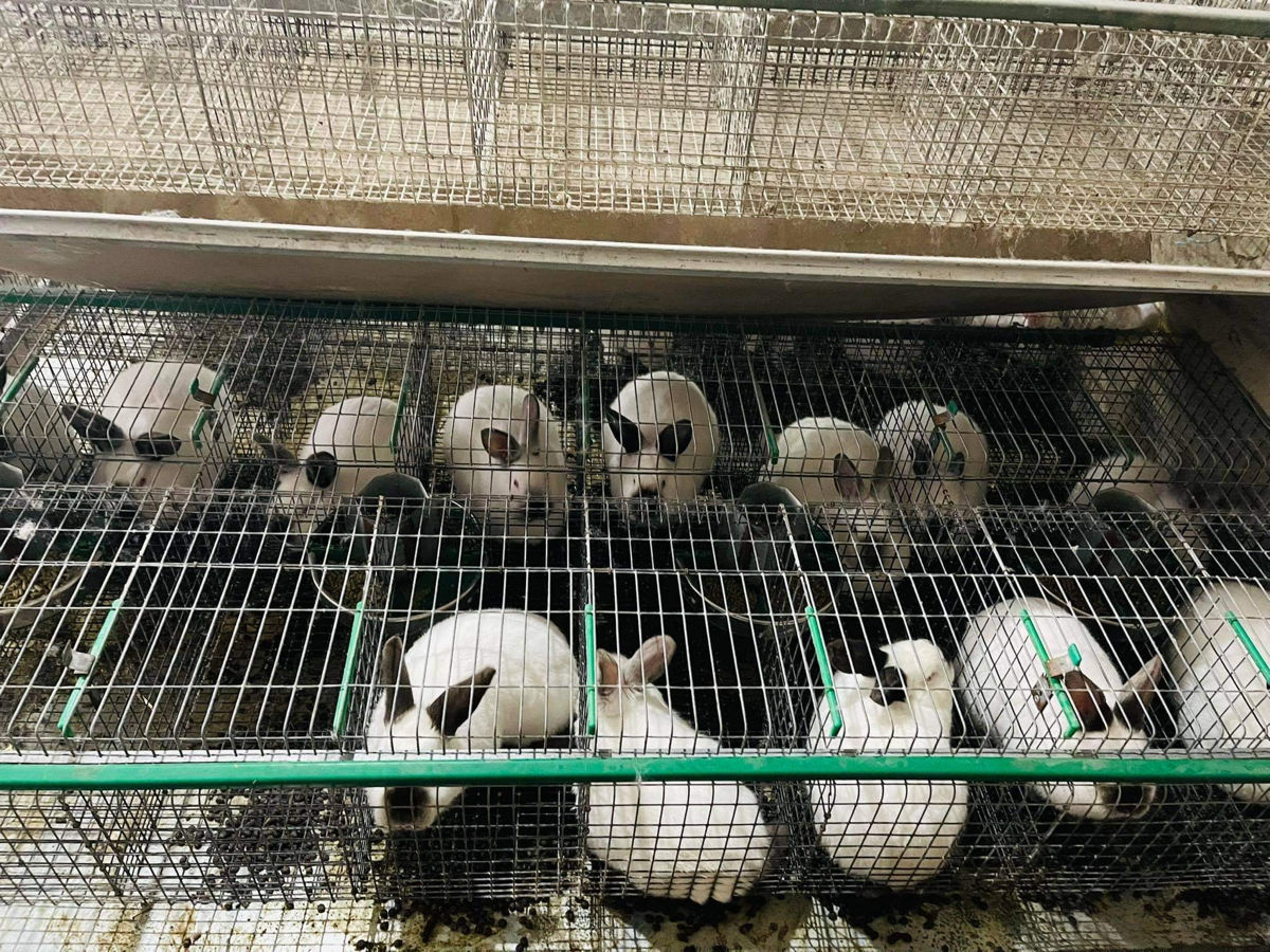 Iepuri,carne de iepure, rasa panon și California foto 5
