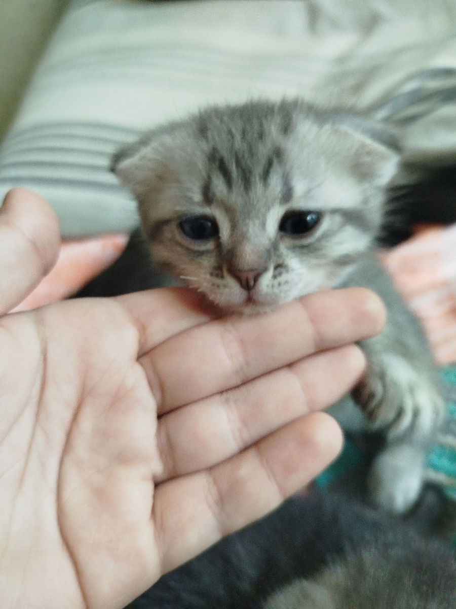 VAND PISICI foto 1